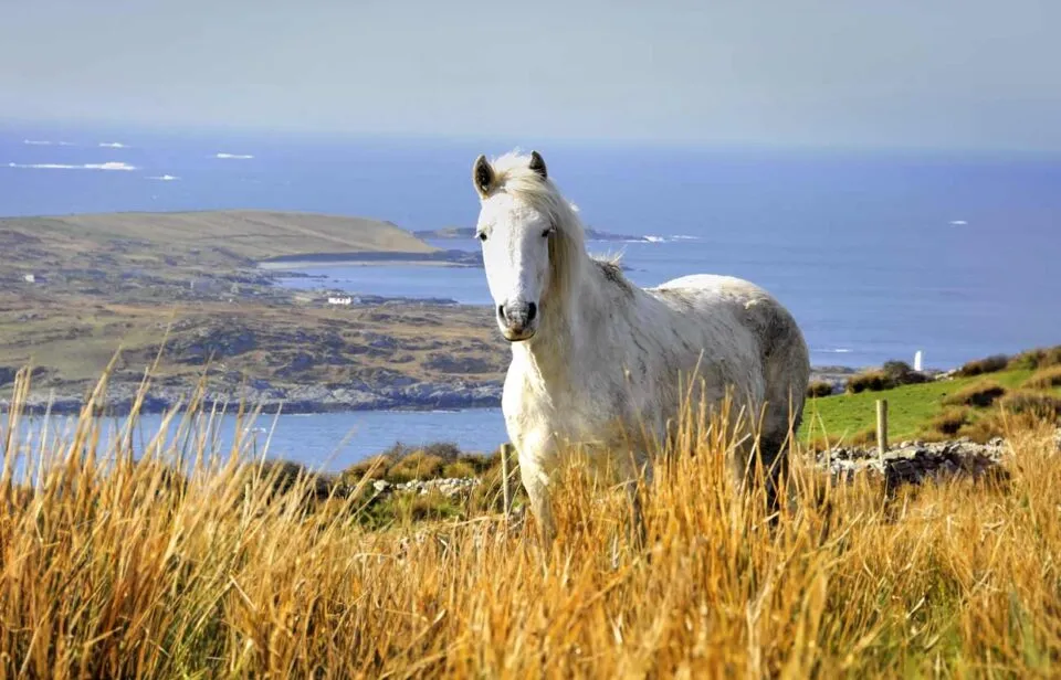 Discover Connemara, pony journeys